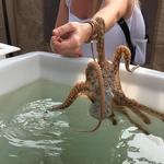 Kanaloa Octopus Farm