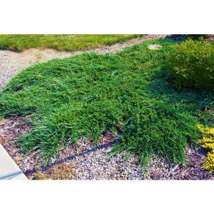 1 Gal. Broadmoor Juniper Shrub Excellent Evergreen Ground Cover with Graceful Spreading Foliage Drought Tolerant