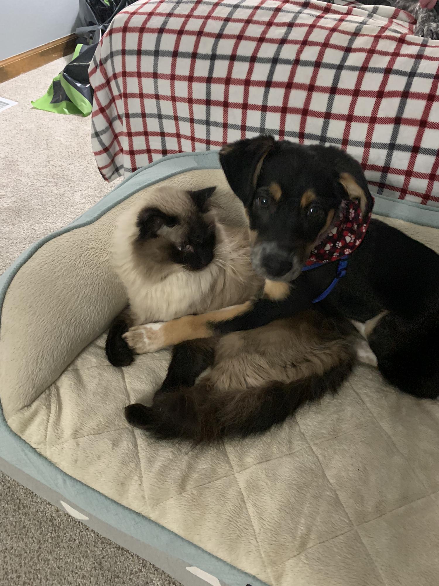 The newest member of our family- Ozzie