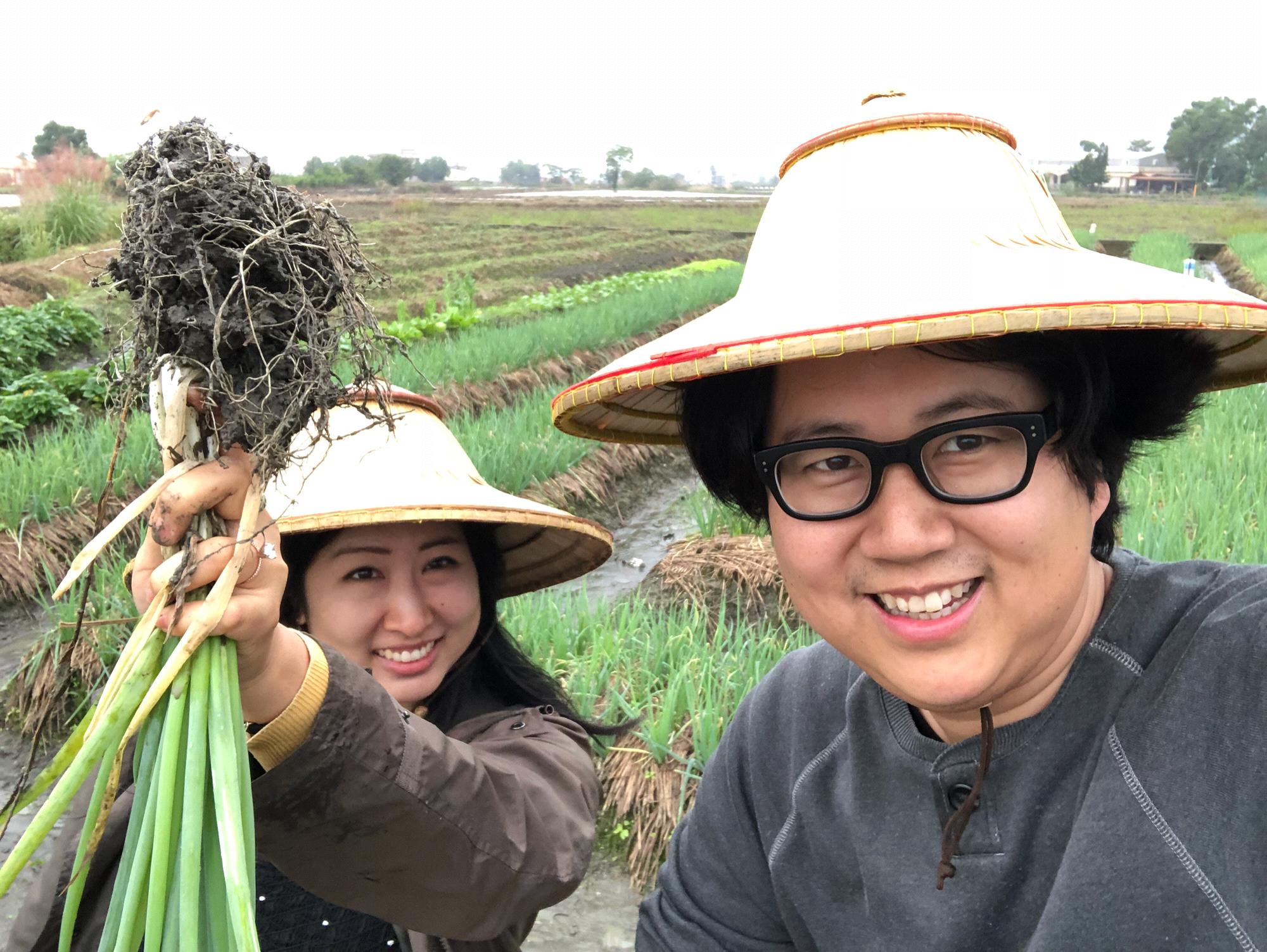 Green onion farming in Taiwan.