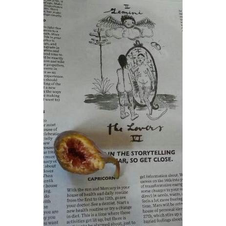 The fig.
