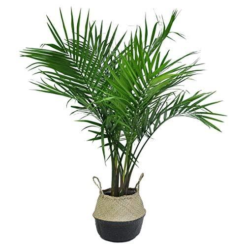 Costa Farms Majesty Palm in Seagrass Basket Live Indoor Plant 3 to 4-Feet Tall, 3-Foot, Black-Natural