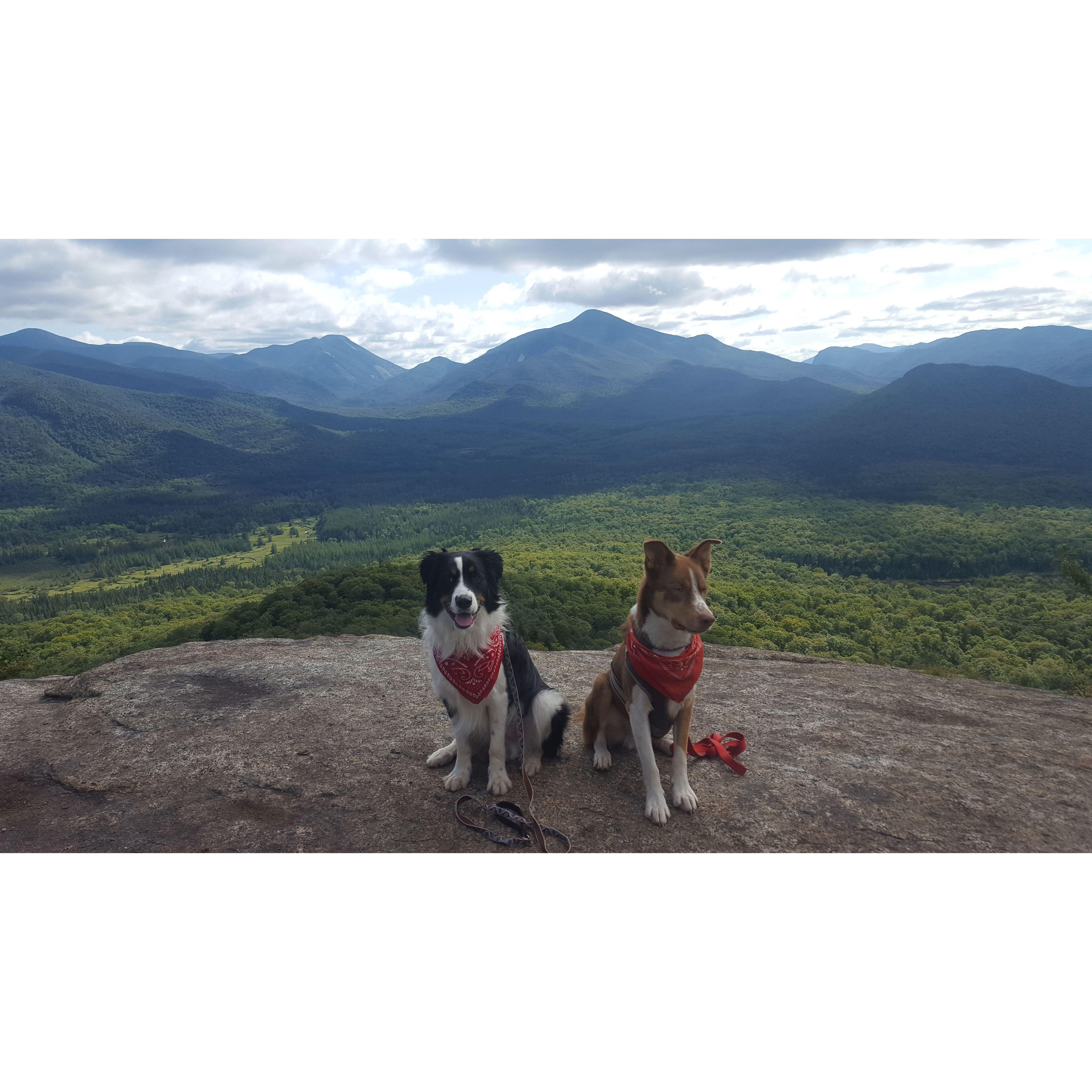 Our puppies, Gibson and Cooper :)