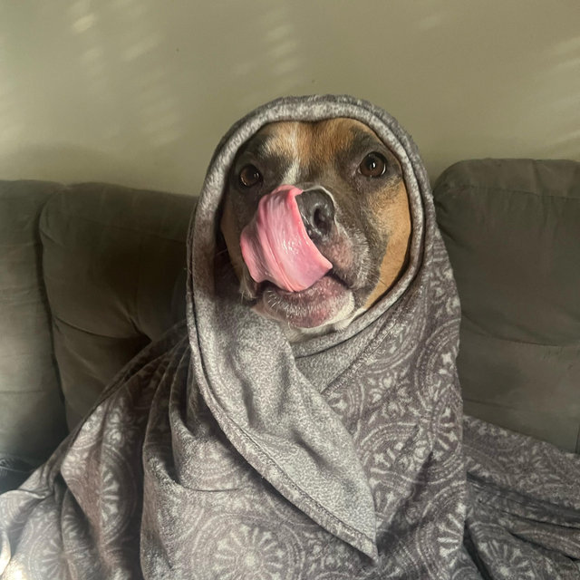 Spoil the dog!