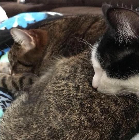 Our cats Felix (brown tabby) and Skittles (black and white).