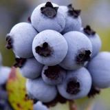 Blueberry Picking