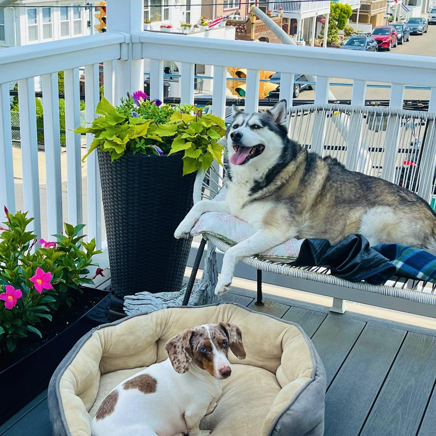 Dogs love the balcony life