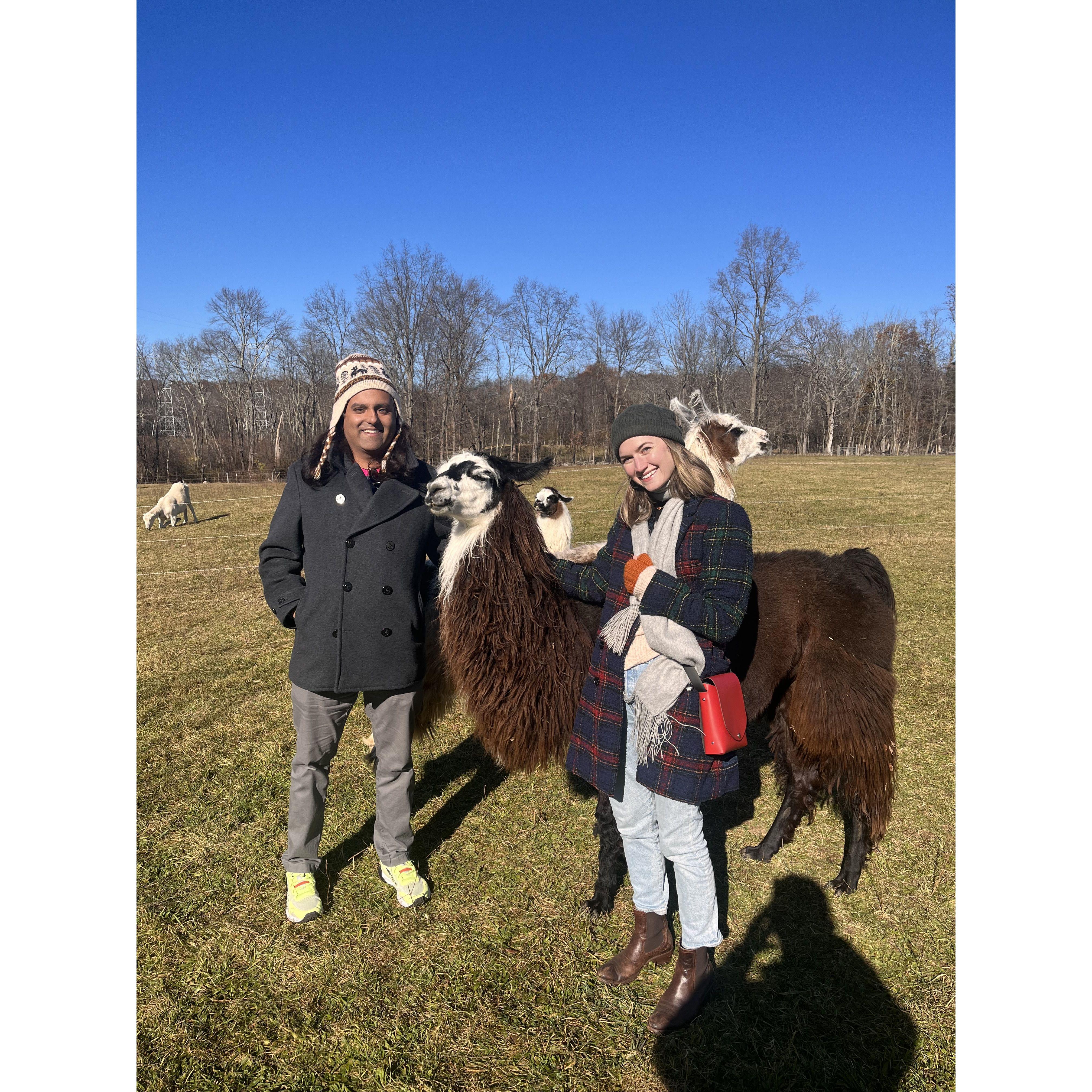 Looking cute with our alpaca friends.