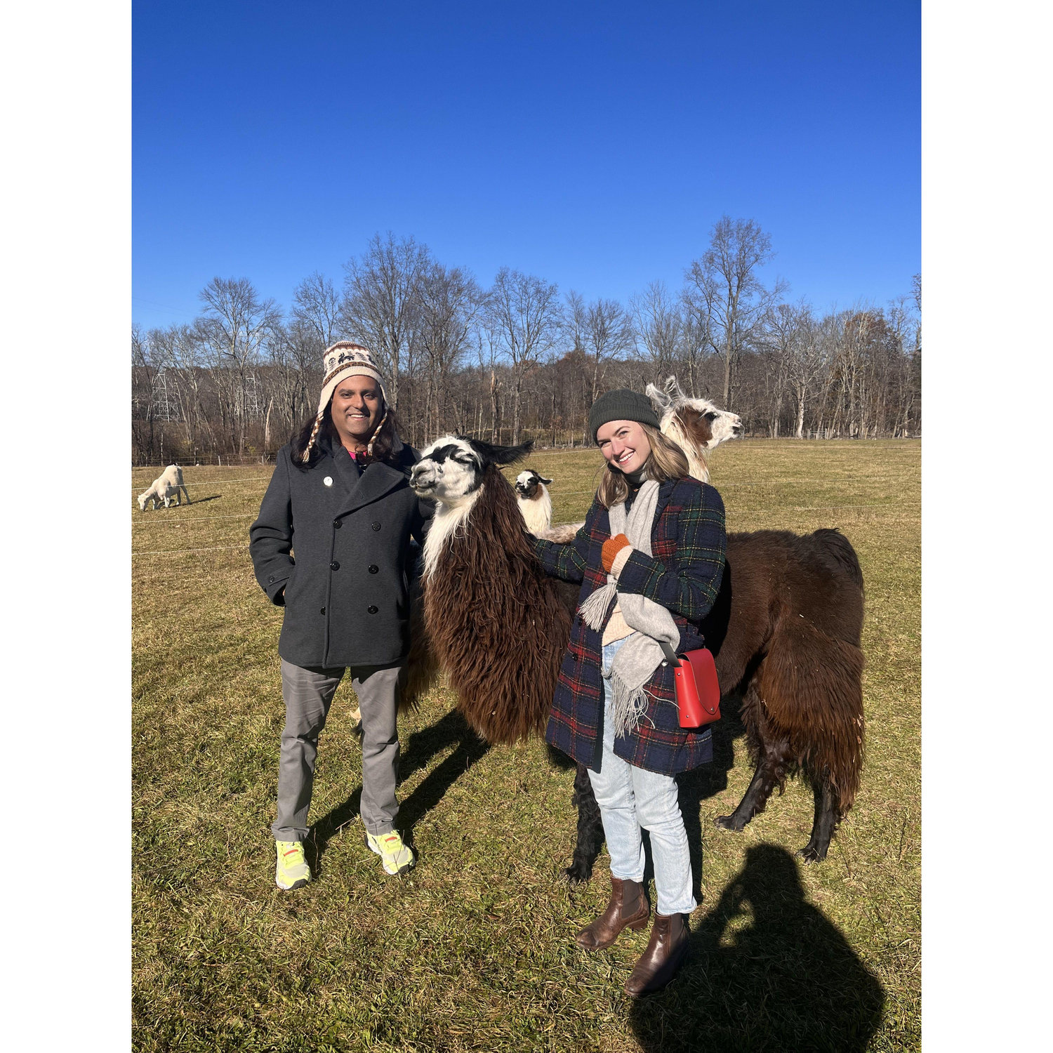 Looking cute with our alpaca friends.