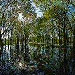 Hillsborough River State Park