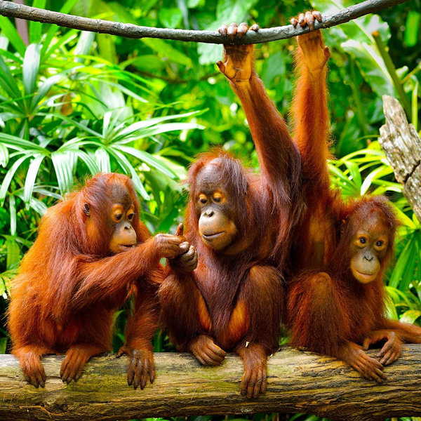 Honeymoon in Borneo