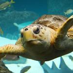 The Florida Aquarium