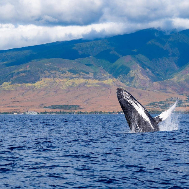 Whale Watching Tour