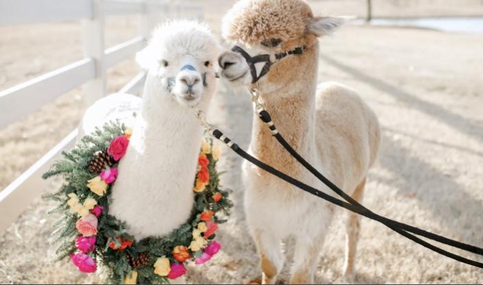 The Wedding Website of Sunita Gurung and Ryan Fisicaro