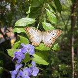 Butterfly Wonderland