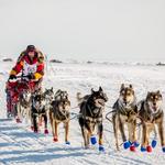 Seavey Ididarod Tours