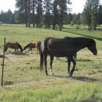 Ninemile Remount Depot and Historic Ranger Station