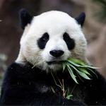 San Diego Zoo