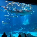 Georgia Aquarium