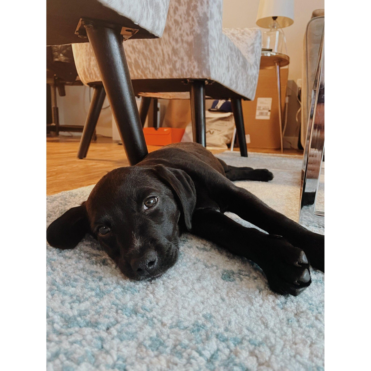 When we brought Daisy home