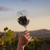 Warwick Wine Garden & Piano Bar