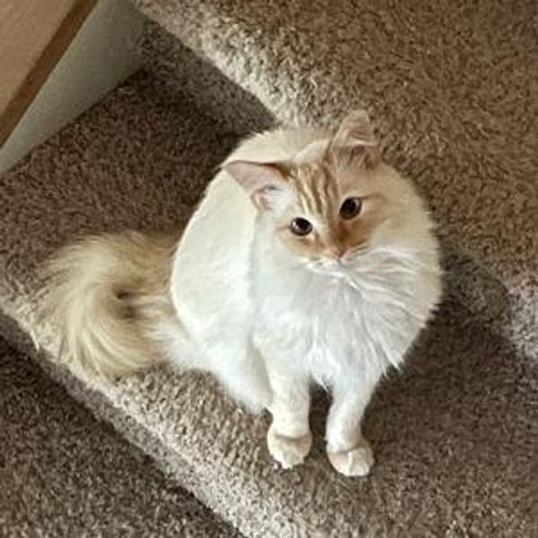 Apollo's Wet Food Fund