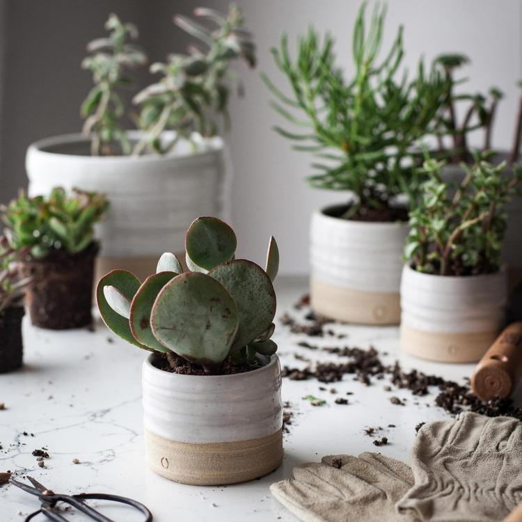 Trunk Garden Plant Pot