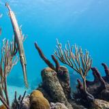 Snorkel off the Short at Coral Gardens Reef