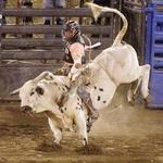 Cody Night Rodeo/Cody Stampede Rodeo