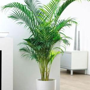 Our new palm