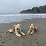 Muir Beach