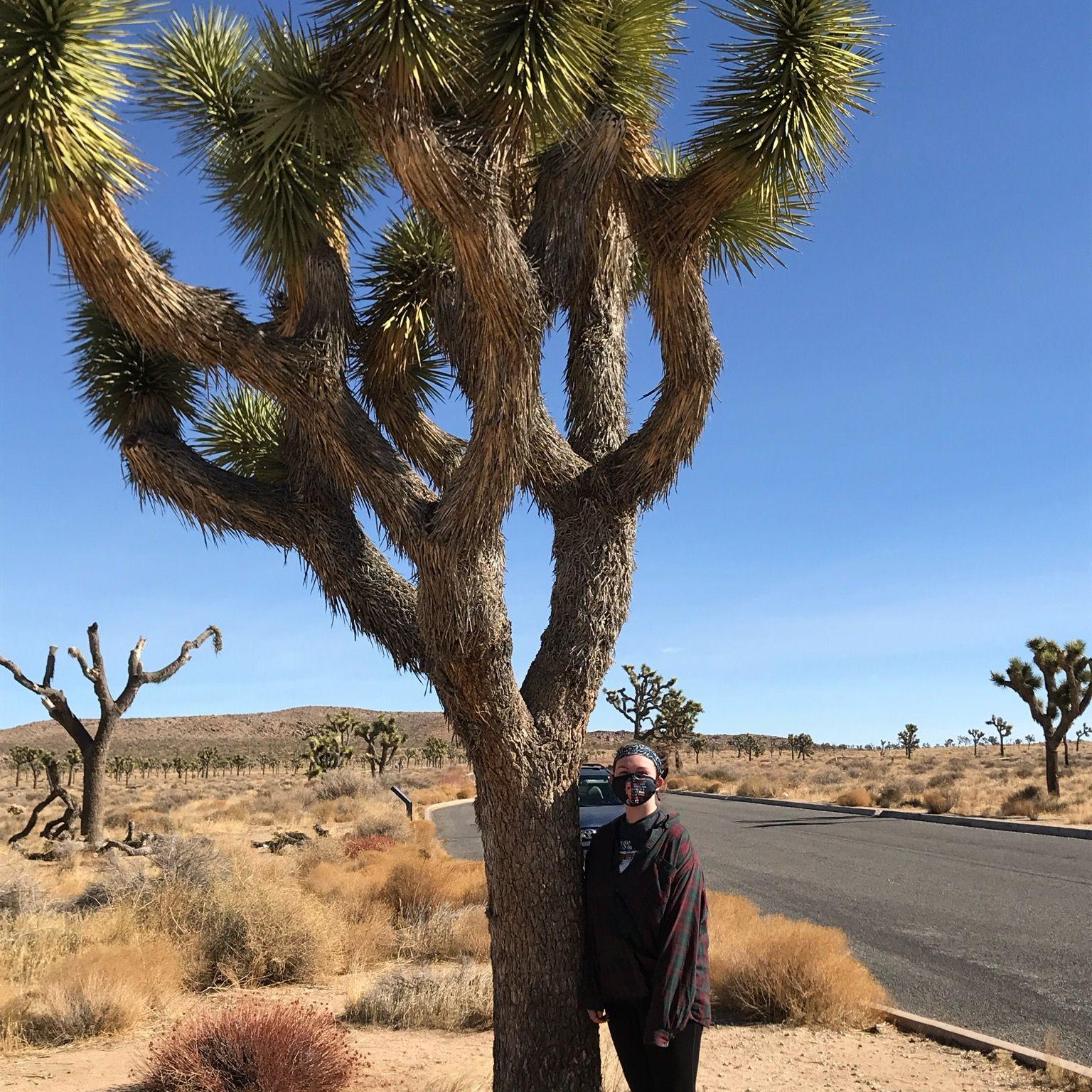 Joshua Tree (covid days, 2021)