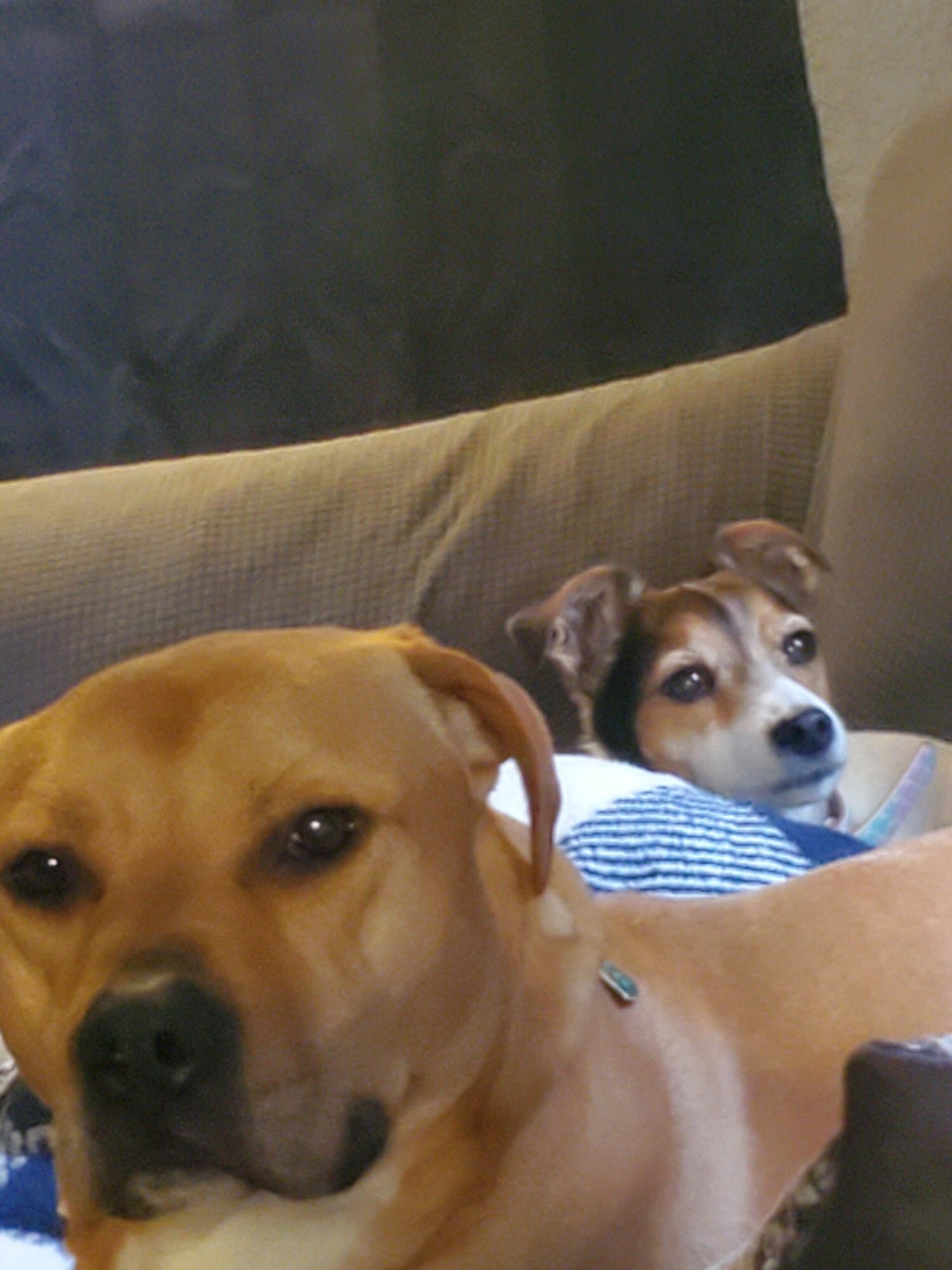 Our girls adjusting to each other quite nicely