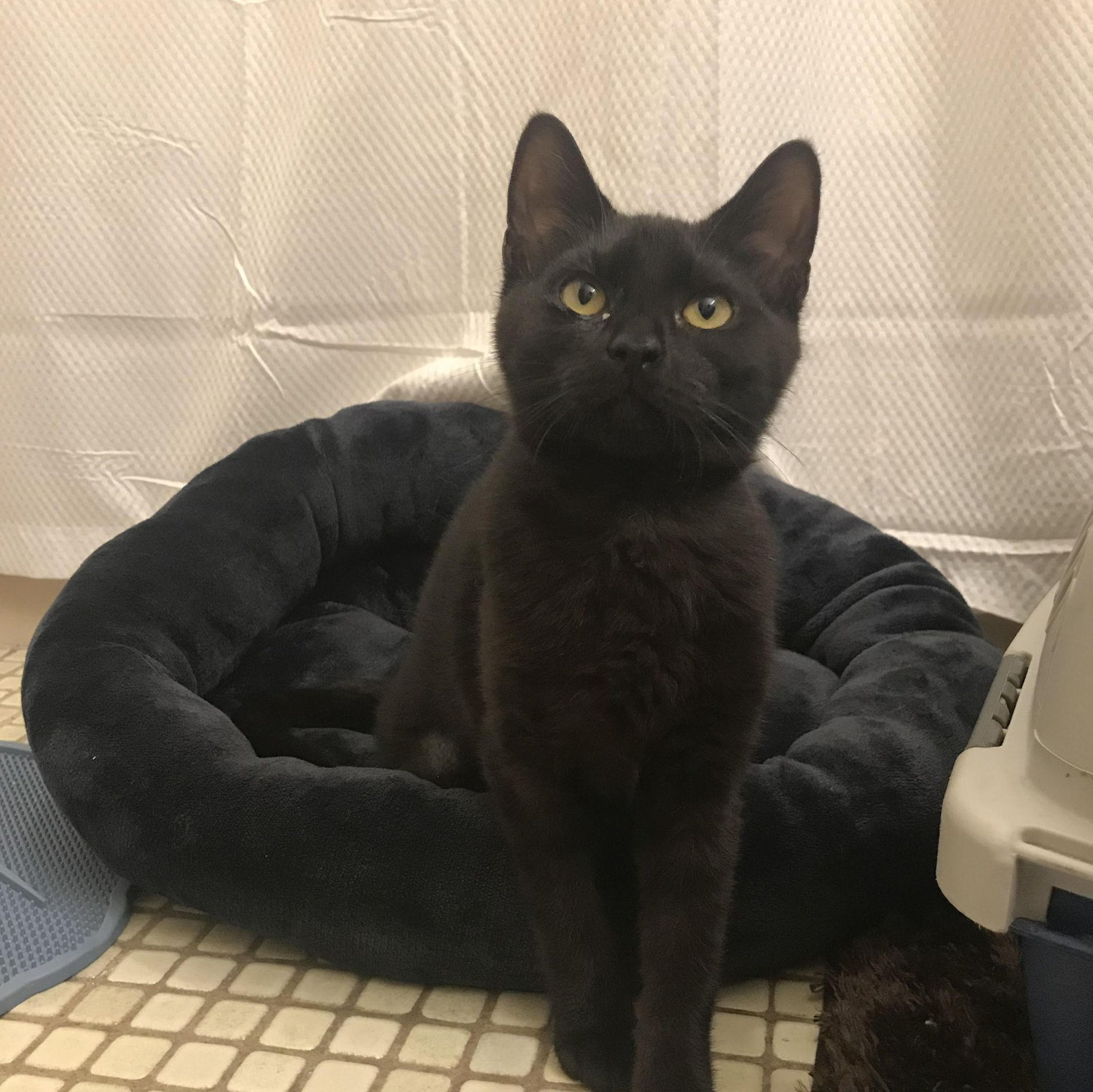 We adopted a kitten and named her Kena! (2021)