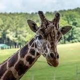 Virginia Safari Park