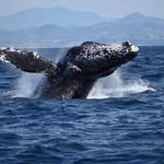 Whale Watching Tour Oceanside