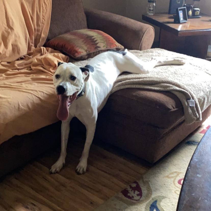 Ryder , the couples first dog adopted together . Unfortunately the home the couple lives in now they are not allowed to keep him there. However , he’s happy to be living with Vickie, his best friend