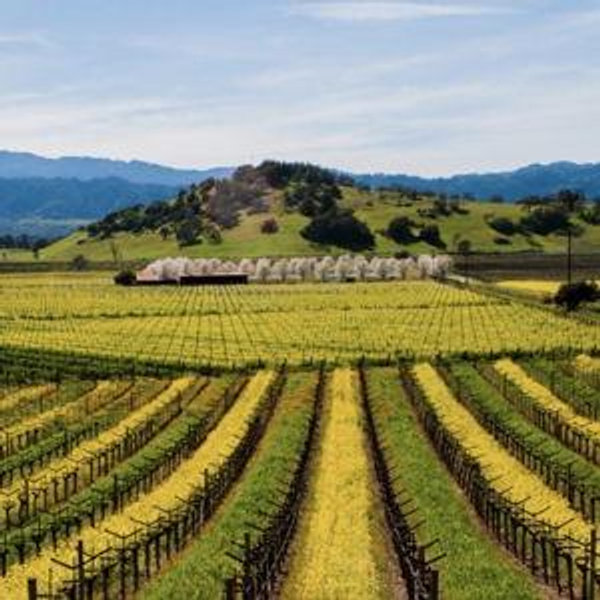 Napa minimoon fund