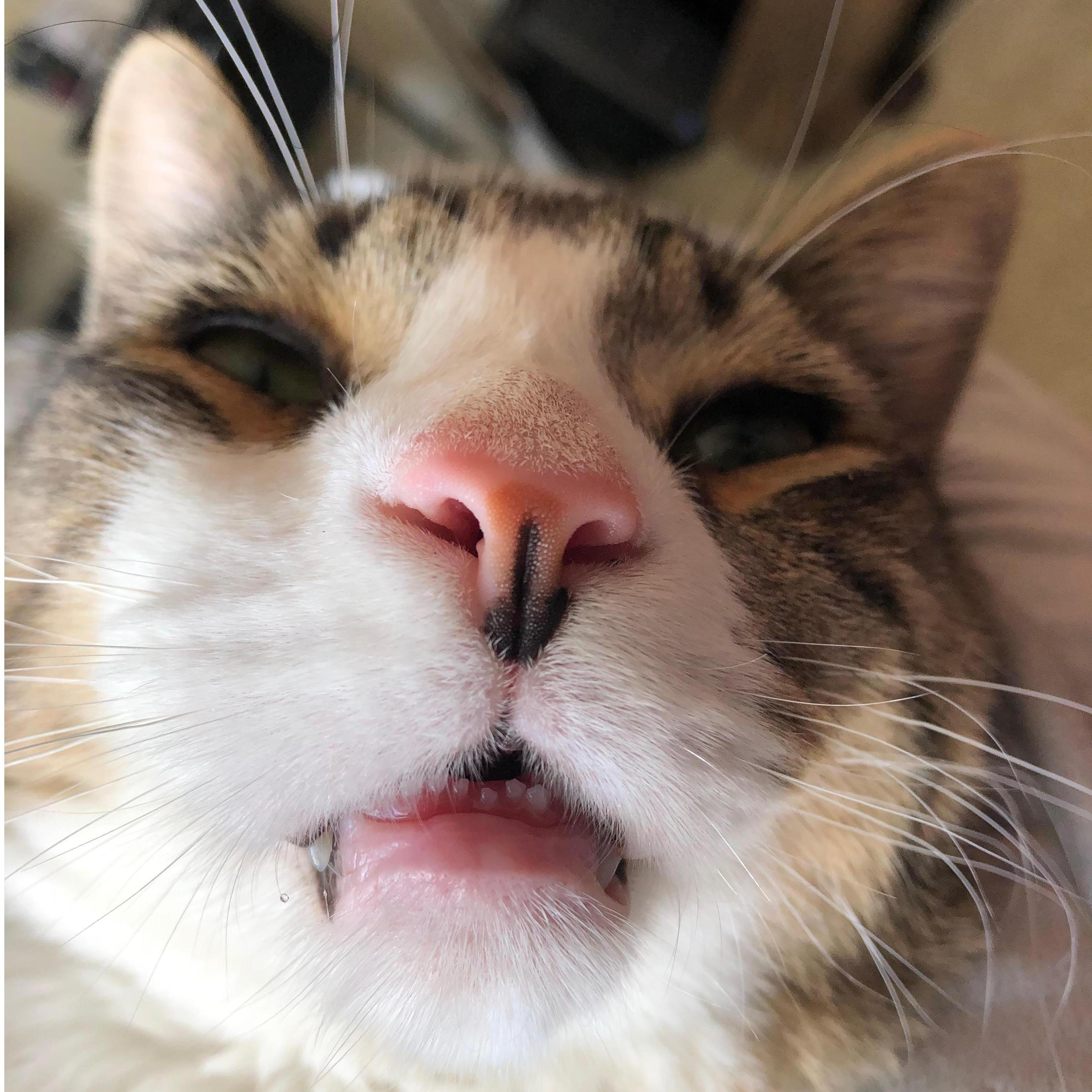 Baby teeth