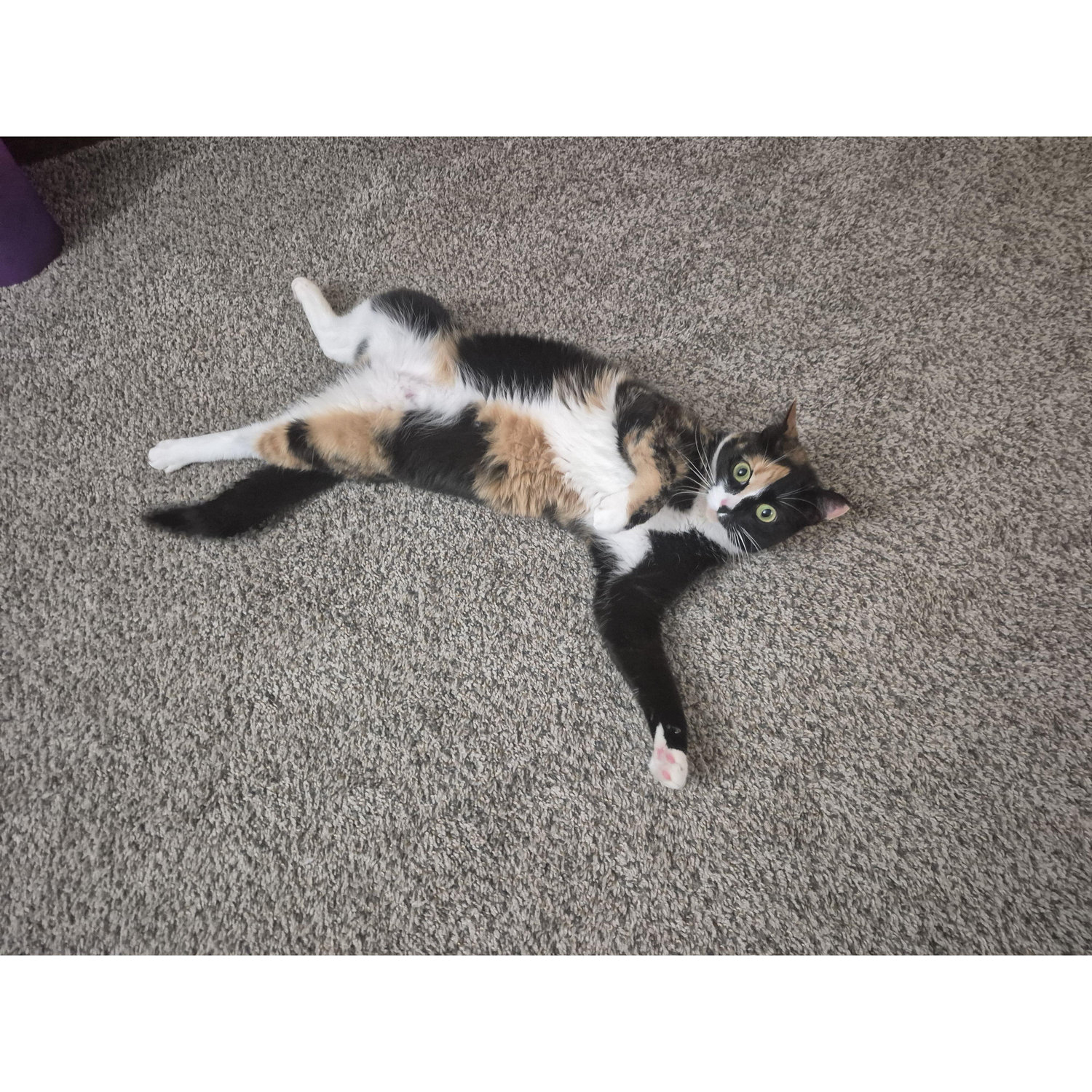 Kilala in her preferred flopped position