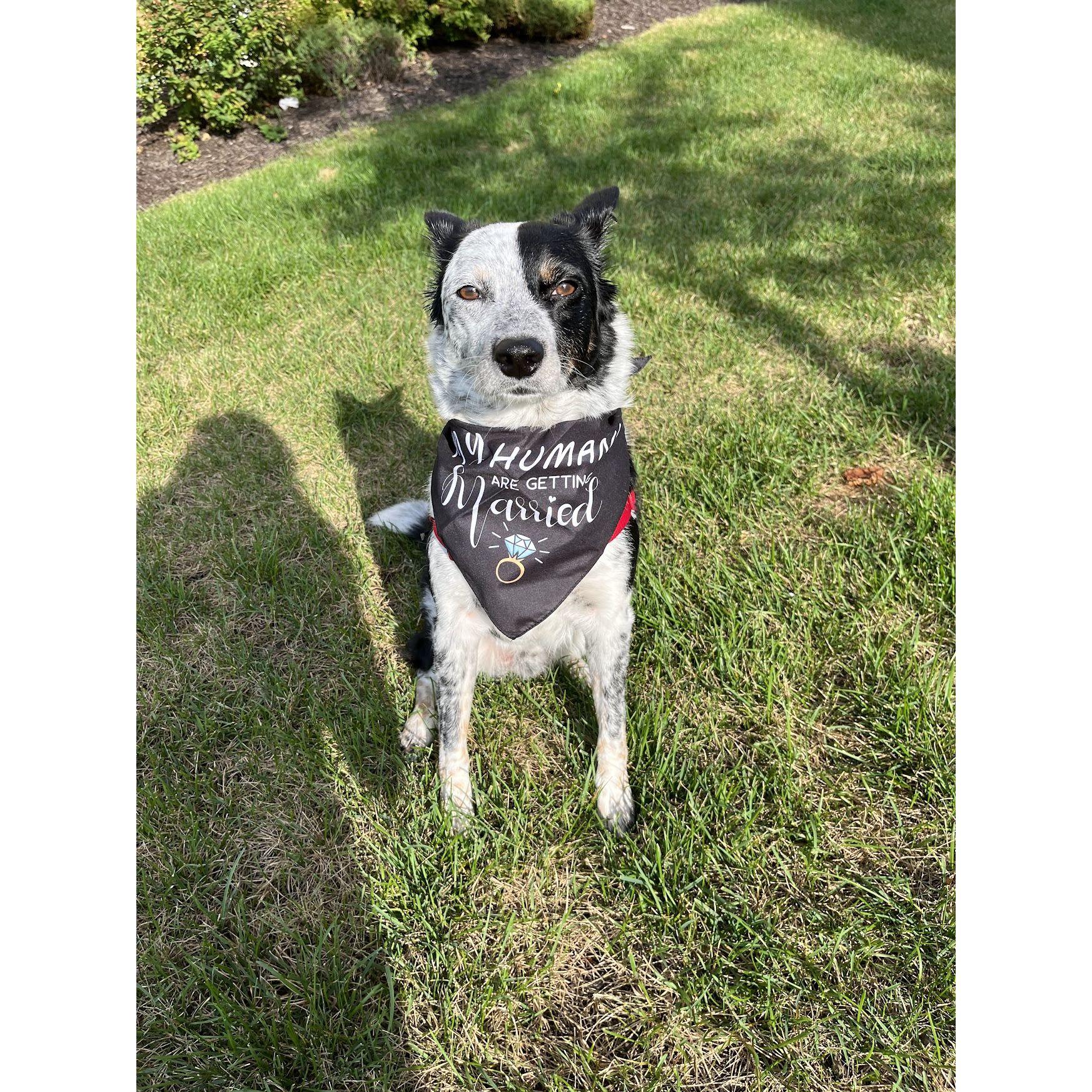 "My humans are getting married!" (2023)