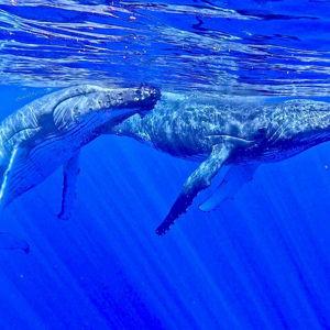 Swimming with humpback whales in Moorea