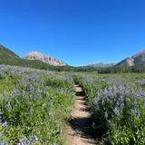 Wildflower Season @ Crested Butte