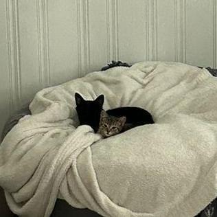 Honorary photo of our cats