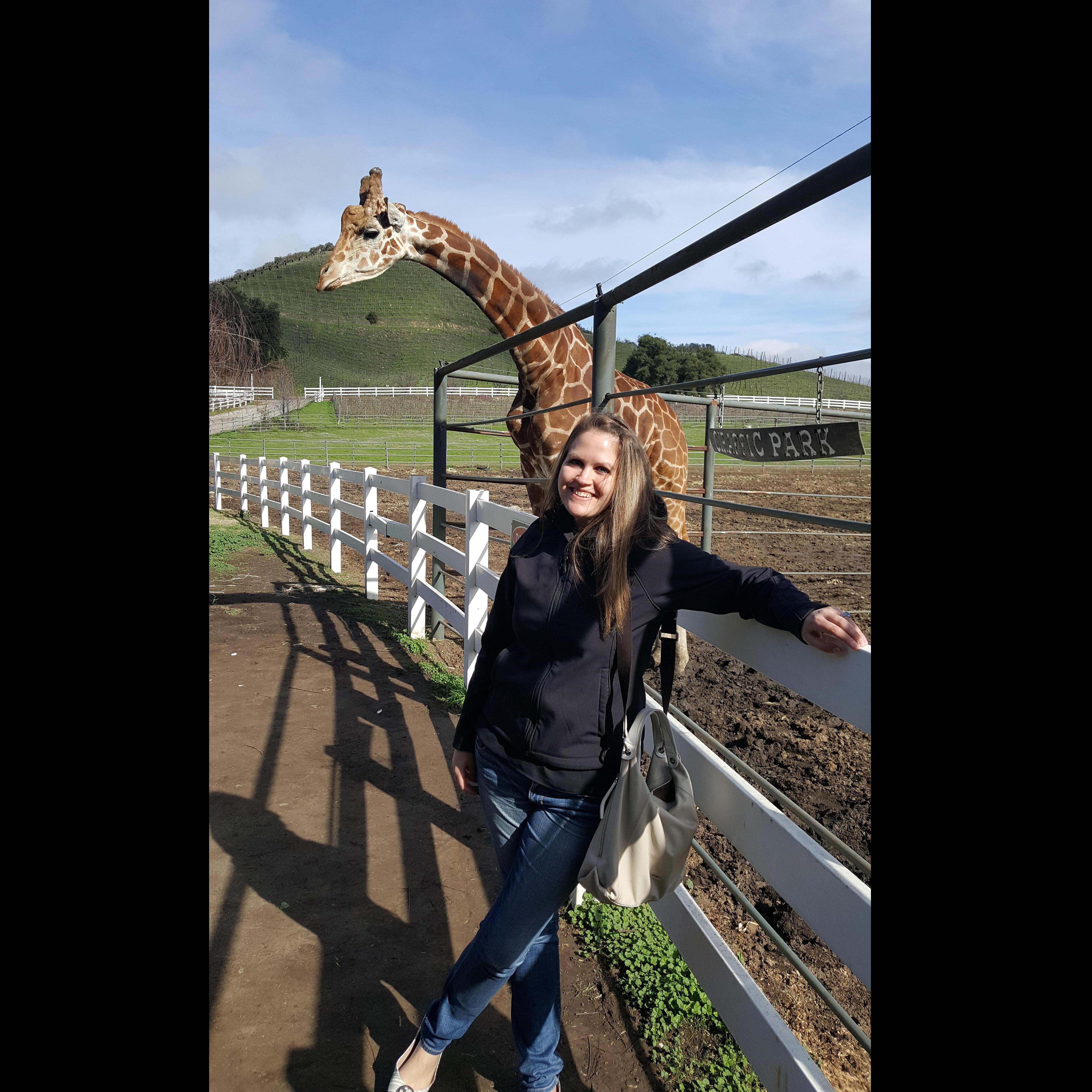 Stanley the Giraffe