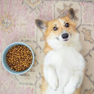 Ripple Dog Bowl