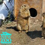NEW Zoo & Adventure Park