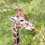 Woodland Park Zoo