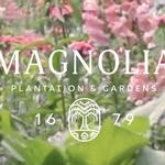 Magnolia Plantation and Gardens