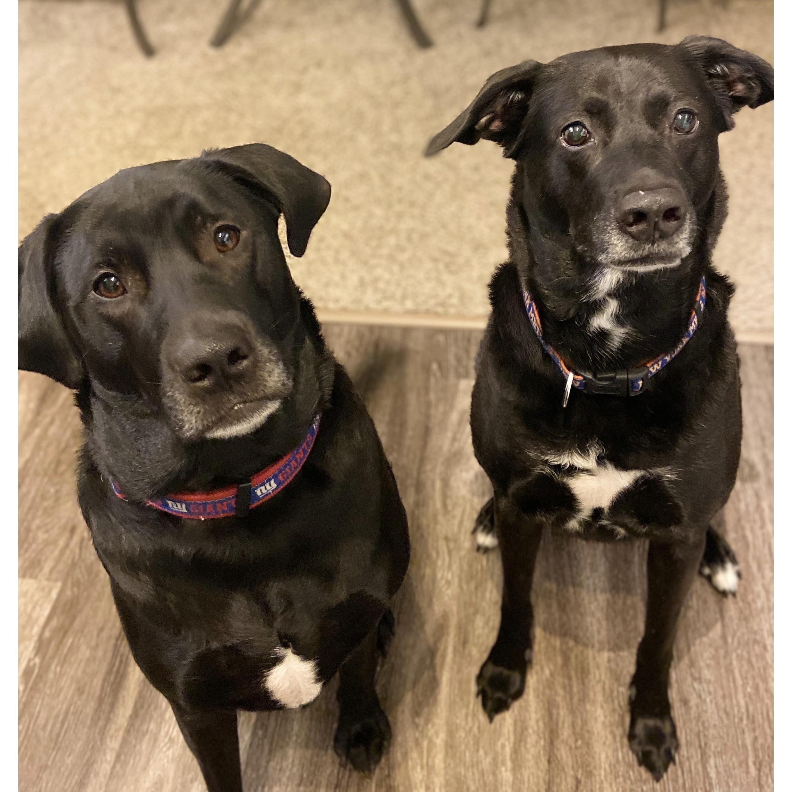 Our boys, Opie and Cowboy